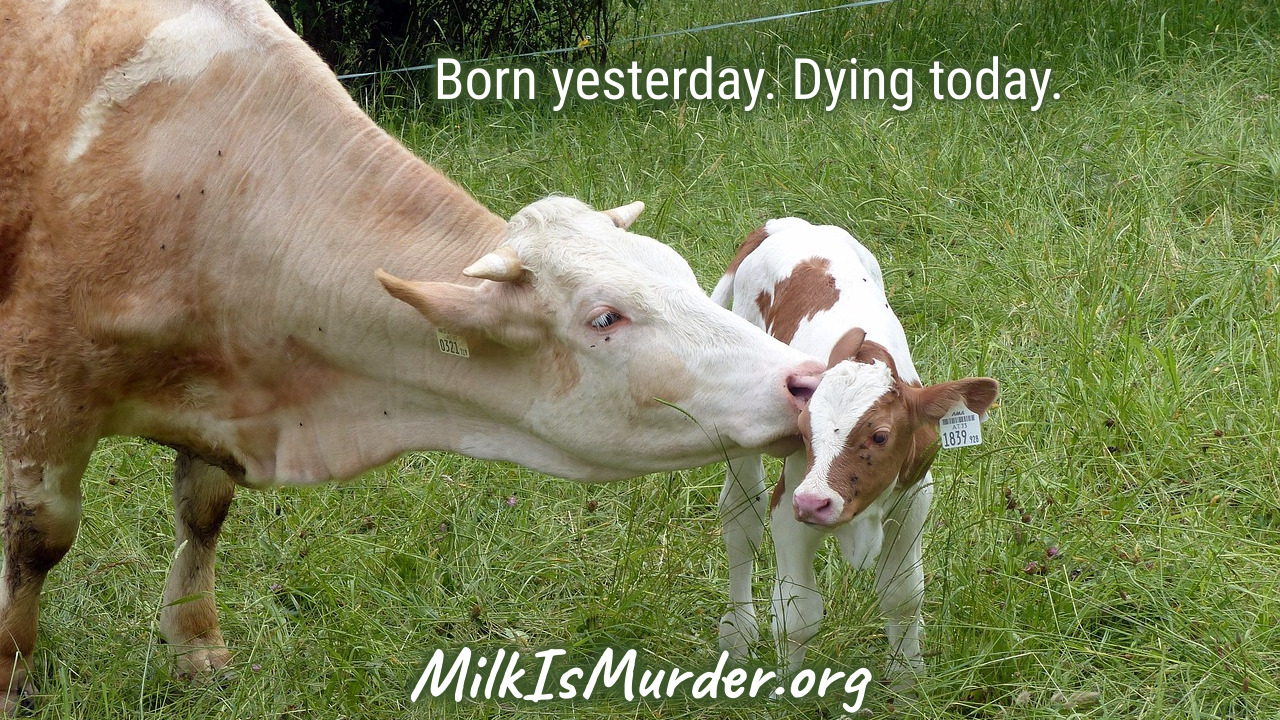 MilkIsMurder.org